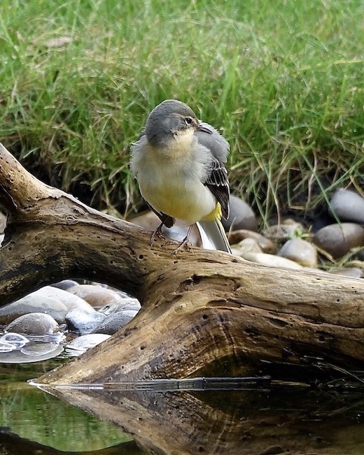 grey wagtail